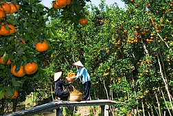 Chương trình 2 Ngày 1 Đêm: Chợ Nổi Cái Răng – Nhà Vườn Trái Cây – KDL Mỹ Khánh – Chùa Hoa – Chùa Khmer