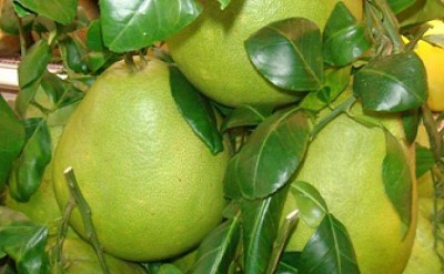 Trái cây đặc sản Trái cây đặc sản