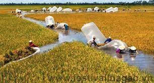 Đồng Tháp Mười - Châu Đốc - Rừng Trà Sư - Kênh Vĩnh Tế