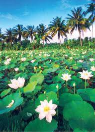 Đồng Tháp Mười - Châu Đốc - Rừng Trà Sư - Kênh Vĩnh Tế