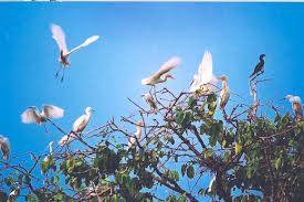 Đồng Tháp Mười - Châu Đốc - Rừng Trà Sư - Kênh Vĩnh Tế