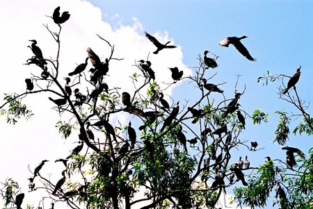 Chương Trình 4 Ngày 3 Đêm: HÀ NỘI - CẦN THƠ - CHÂU ĐỐC - RỪNG TRÀM TRÀ SƯ - HÀ TIÊN