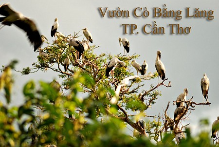 Chương Trình 2 Ngày 1 Đêm: Nhà Cổ Bình Thủy – Vườn Cò Bằng Lăng – Cần Thơ