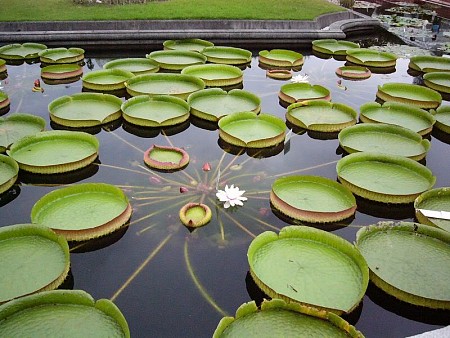 Sài Gòn - Đồng Tháp - Gáo Giồng