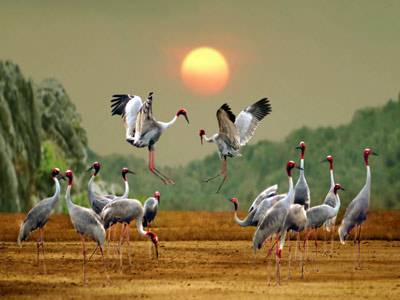 Sài Gòn - Đồng Tháp - Tràm Chim - Gáo Giồng 2 Ngày 1 Đêm