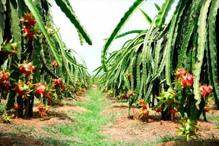Thăm quan vườn trái cây ở Tiền Giang