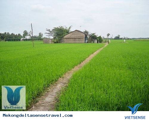 Bánh Tét Lá Cẩm - du lịch miền tây