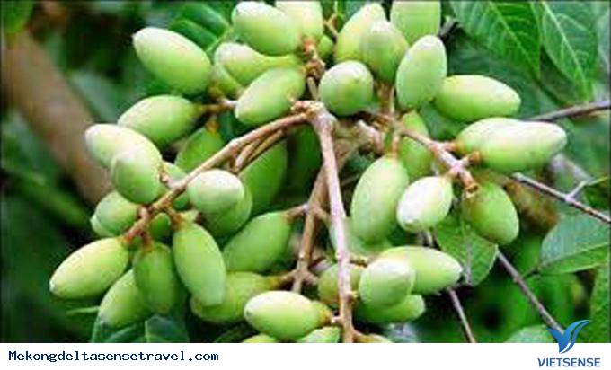 Cà na tuổi thơ của tôi - Ảnh 1