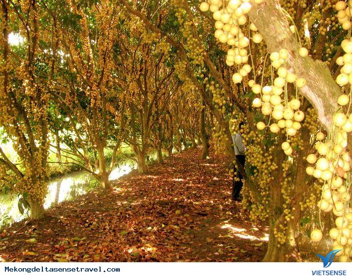 Cuộc hành trình ngắn ngày chinh phục mảnh đất đồng bằng sông Cửu Long, chỉ với nửa trang giấy. - Ảnh 3