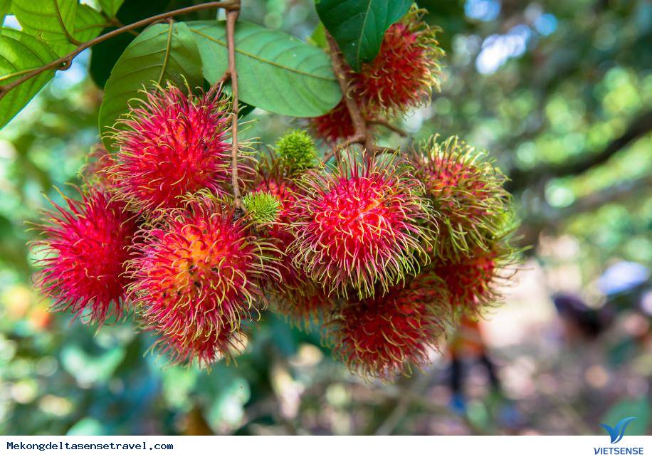 Cuộc hành trình ngắn ngày chinh phục mảnh đất đồng bằng sông Cửu Long, chỉ với nửa trang giấy. - Ảnh 5