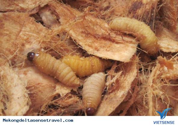 Đặc sản Miền Tây, rùng rợn mà ngon - Ảnh 1 Đặc sản Miền Tây, rùng rợn mà ngon - Ảnh 1