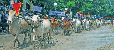 Đến Lễ Hội Dolta Xem Đua Bò Bảy Núi - Ảnh 1 Đến Lễ Hội Dolta Xem Đua Bò Bảy Núi - Ảnh 1