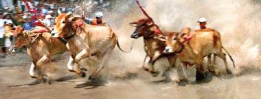 Đến Lễ Hội Dolta Xem Đua Bò Bảy Núi - Ảnh 3 Đến Lễ Hội Dolta Xem Đua Bò Bảy Núi - Ảnh 3