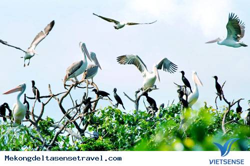 Vườn chim Bạc Liêu Vườn chim Bạc Liêu