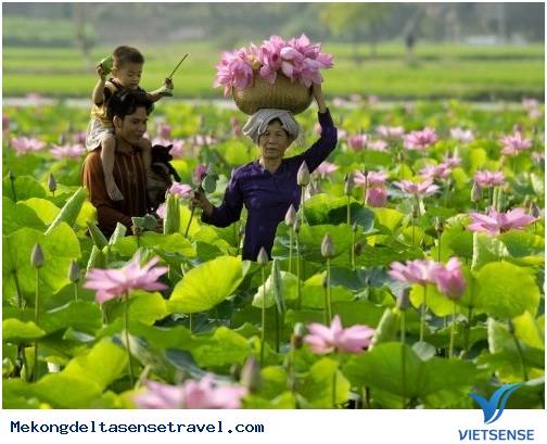 Kinh Nghiệm Khám Phá Đồng Tháp - Ảnh 1 Kinh Nghiệm Khám Phá Đồng Tháp - Ảnh 1