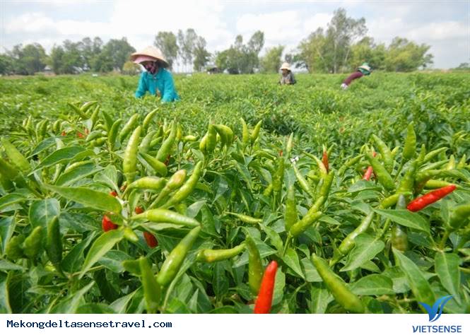 kinh tết miền tây kinh tết miền tây