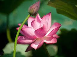 Ngắm Sen ở Đồng Tháp Mười - Ảnh 3