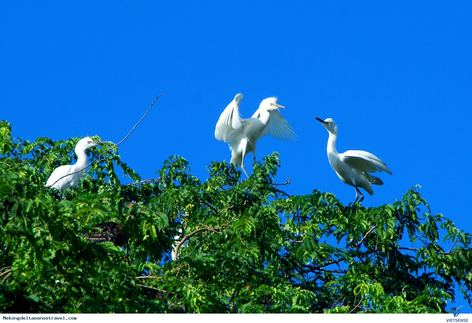 Những điểm thăm quan Nên Đến Ở Bến Tre - Ảnh 8