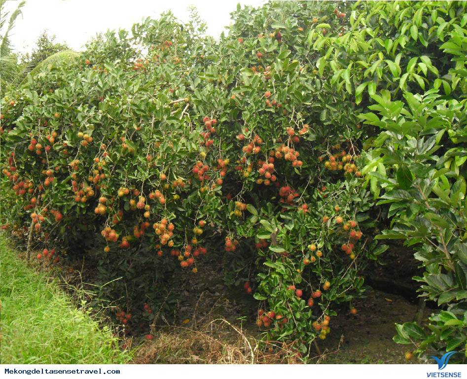 Những điểm thăm quan Nên Đến Ở Bến Tre - Ảnh 7