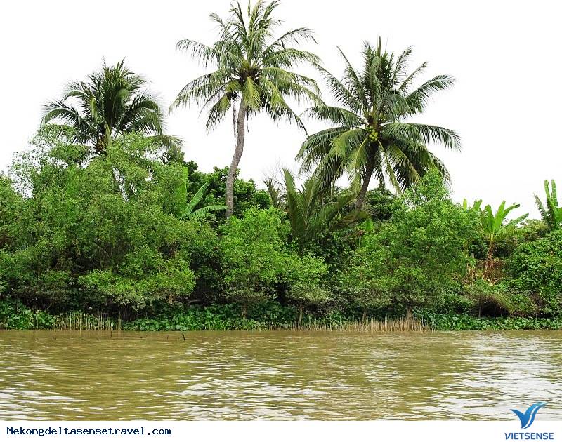 Những điểm thăm quan Nên Đến Ở Bến Tre - Ảnh 2