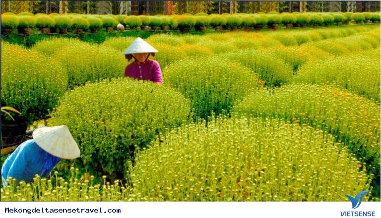 Thăm làng Hoa Sa Đéc dịp Tết - Ảnh 1