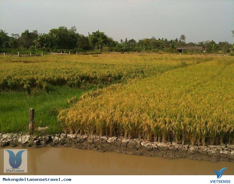 Thành phố Cần Thơ