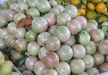 Thơm ngon, mát dịu vú sữa Lò Rèn