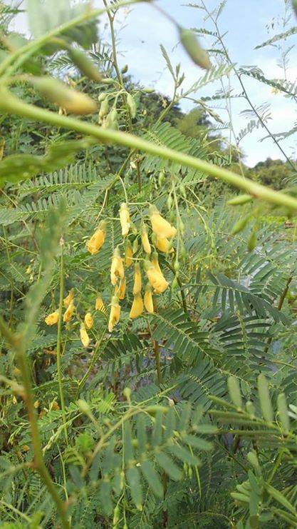 Trãi nghiệm mùa nước nổi - Ảnh 3