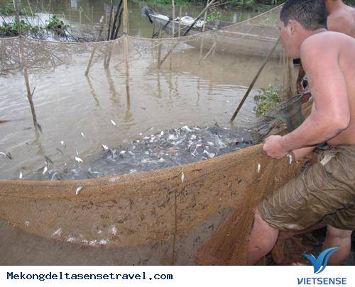 Về Miền Tây Xem Dỡ Chà Bắt Cá - Ảnh 2
