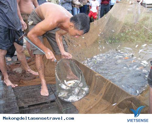 Về Miền Tây Xem Dỡ Chà Bắt Cá - Ảnh 3